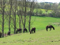 files/Bilder/Rechte Bilder Home/Ferienwohnung Blankenheim Umgebung Landschaft Pferde.jpg