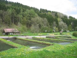 files/Bilder/Rechte Bilder Home/Forellenhof Blankenheim Weier.jpg